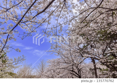 心浮き立ち、体も弾む、今年も来ました春の宵、春だ‼、桜だ‼、桜だ‼、春だ‼ 心浮き立ち、体も弾む、今年も来ました春の宵、春だ‼、桜だ‼、桜だ‼、春だ‼ 135770762