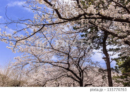 心浮き立ち、体も弾む、今年も来ました春の宵、春だ‼、桜だ‼、桜だ‼、春だ‼ 心浮き立ち、体も弾む、今年も来ました春の宵、春だ‼、桜だ‼、桜だ‼、春だ‼ 135770763