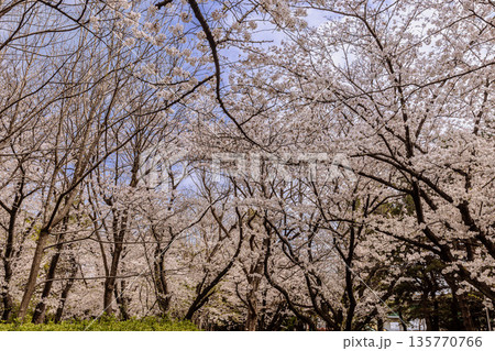 心浮き立ち、体も弾む、今年も来ました春の宵、春だ‼、桜だ‼、桜だ‼、春だ‼ 心浮き立ち、体も弾む、今年も来ました春の宵、春だ‼、桜だ‼、桜だ‼、春だ‼ 135770766