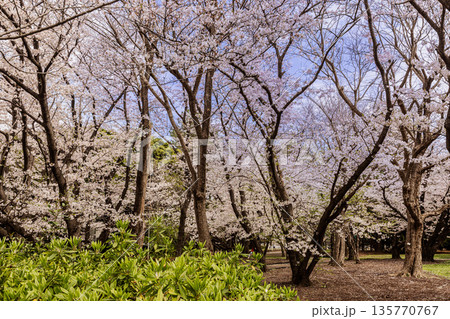 心浮き立ち、体も弾む、今年も来ました春の宵、春だ‼、桜だ‼、桜だ‼、春だ‼ 135770767