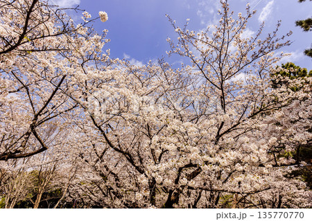 心浮き立ち、体も弾む、今年も来ました春の宵、春だ‼、桜だ‼、桜だ‼、春だ‼ 135770770