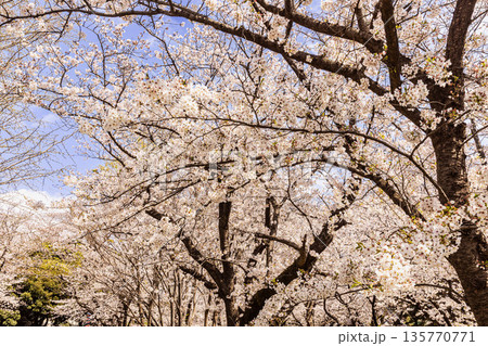心浮き立ち、体も弾む、今年も来ました春の宵、春だ‼、桜だ‼、桜だ‼、春だ‼ 心浮き立ち、体も弾む、今年も来ました春の宵、春だ‼、桜だ‼、桜だ‼、春だ‼ 135770771