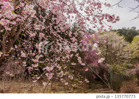 心浮き立ち、体も弾む、今年も来ました春の宵、春だ‼、桜だ‼、桜だ‼、春だ‼ 135770773