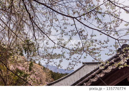 心浮き立ち、体も弾む、今年も来ました春の宵、春だ‼、桜だ‼、桜だ‼、春だ‼ 心浮き立ち、体も弾む、今年も来ました春の宵、春だ‼、桜だ‼、桜だ‼、春だ‼ 135770774