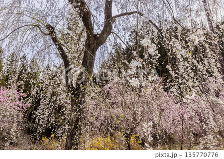 心浮き立ち、体も弾む、今年も来ました春の宵、春だ‼、桜だ‼、桜だ‼、春だ‼ 心浮き立ち、体も弾む、今年も来ました春の宵、春だ‼、桜だ‼、桜だ‼、春だ‼ 135770776