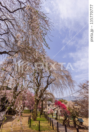 心浮き立ち、体も弾む、今年も来ました春の宵、春だ‼、桜だ‼、桜だ‼、春だ‼ 心浮き立ち、体も弾む、今年も来ました春の宵、春だ‼、桜だ‼、桜だ‼、春だ‼ 135770777
