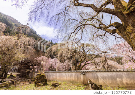 心浮き立ち、体も弾む、今年も来ました春の宵、春だ‼、桜だ‼、桜だ‼、春だ‼ 135770778