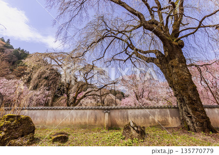 心浮き立ち、体も弾む、今年も来ました春の宵、春だ‼、桜だ‼、桜だ‼、春だ‼ 135770779