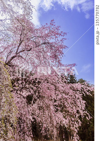 心浮き立ち、体も弾む、今年も来ました春の宵、春だ‼、桜だ‼、桜だ‼、春だ‼ 心浮き立ち、体も弾む、今年も来ました春の宵、春だ‼、桜だ‼、桜だ‼、春だ‼ 135770782