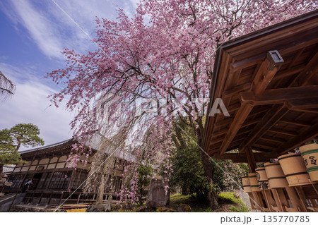 心浮き立ち、体も弾む、今年も来ました春の宵、春だ‼、桜だ‼、桜だ‼、春だ‼ 心浮き立ち、体も弾む、今年も来ました春の宵、春だ‼、桜だ‼、桜だ‼、春だ‼ 135770785