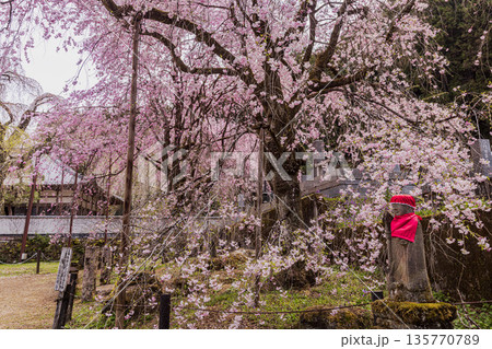 心浮き立ち、体も弾む、今年も来ました春の宵、春だ‼、桜だ‼、桜だ‼、春だ‼ 心浮き立ち、体も弾む、今年も来ました春の宵、春だ‼、桜だ‼、桜だ‼、春だ‼ 135770789