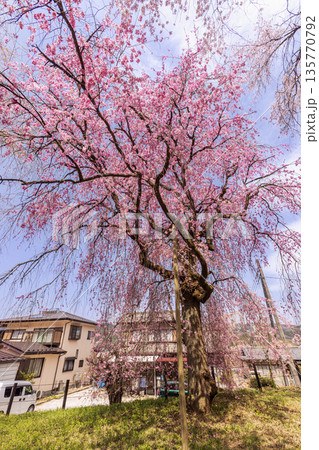 心浮き立ち、体も弾む、今年も来ました春の宵、春だ‼、桜だ‼、桜だ‼、春だ‼ 135770792