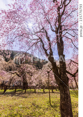 心浮き立ち、体も弾む、今年も来ました春の宵、春だ‼、桜だ‼、桜だ‼、春だ‼ 心浮き立ち、体も弾む、今年も来ました春の宵、春だ‼、桜だ‼、桜だ‼、春だ‼ 135770793