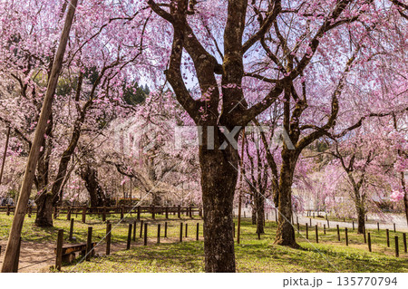 心浮き立ち、体も弾む、今年も来ました春の宵、春だ‼、桜だ‼、桜だ‼、春だ‼ 135770794