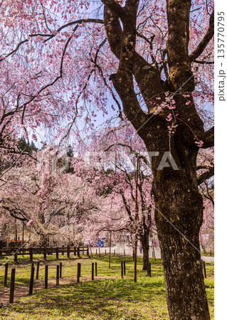 心浮き立ち、体も弾む、今年も来ました春の宵、春だ‼、桜だ‼、桜だ‼、春だ‼ 135770795