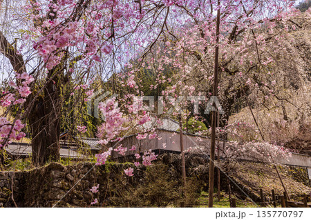 心浮き立ち、体も弾む、今年も来ました春の宵、春だ‼、桜だ‼、桜だ‼、春だ‼ 心浮き立ち、体も弾む、今年も来ました春の宵、春だ‼、桜だ‼、桜だ‼、春だ‼ 135770797