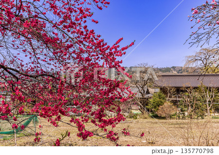 心浮き立ち、体も弾む、今年も来ました春の宵、春だ‼、桜だ‼、桜だ‼、春だ‼ 心浮き立ち、体も弾む、今年も来ました春の宵、春だ‼、桜だ‼、桜だ‼、春だ‼ 135770798