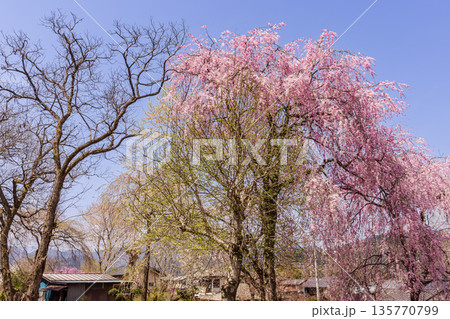 心浮き立ち、体も弾む、今年も来ました春の宵、春だ‼、桜だ‼、桜だ‼、春だ‼ 135770799