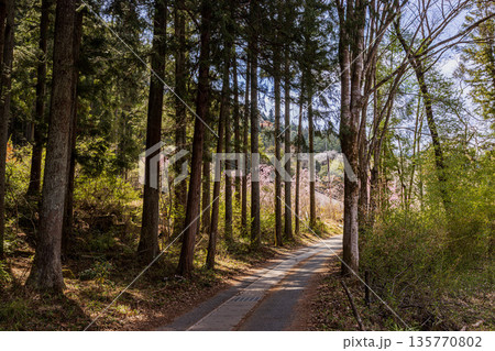 心浮き立ち、体も弾む、今年も来ました春の宵、春だ‼、桜だ‼、桜だ‼、春だ‼ 135770802