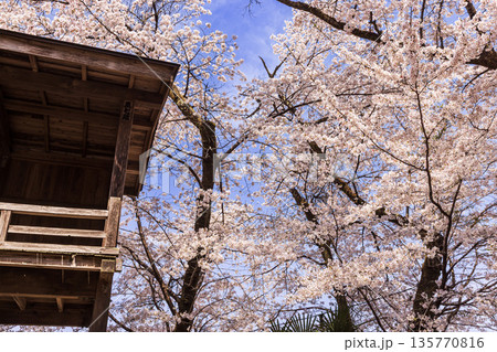 心浮き立ち、体も弾む、今年も来ました春の宵、春だ‼、桜だ‼、桜だ‼、春だ‼ 135770816