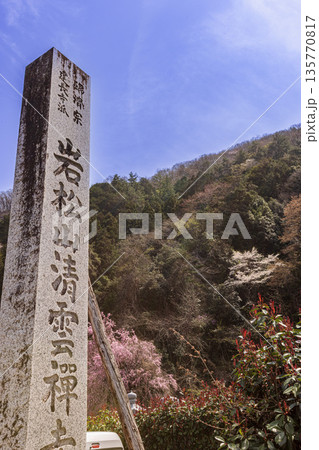 心浮き立ち、体も弾む、今年も来ました春の宵、春だ‼、桜だ‼、桜だ‼、春だ‼ 135770817