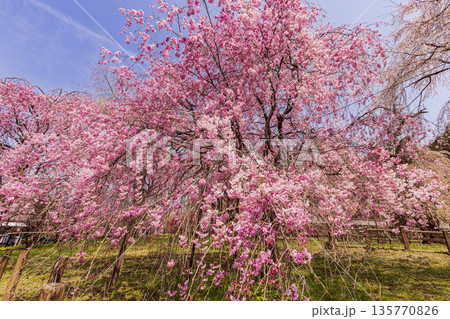 心浮き立ち、体も弾む、今年も来ました春の宵、春だ‼、桜だ‼、桜だ‼、春だ‼ 135770826