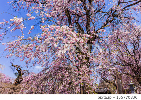心浮き立ち、体も弾む、今年も来ました春の宵、春だ‼、桜だ‼、桜だ‼、春だ‼ 135770830