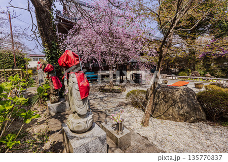 心浮き立ち、体も弾む、今年も来ました春の宵、春だ‼、桜だ‼、桜だ‼、春だ‼ 135770837