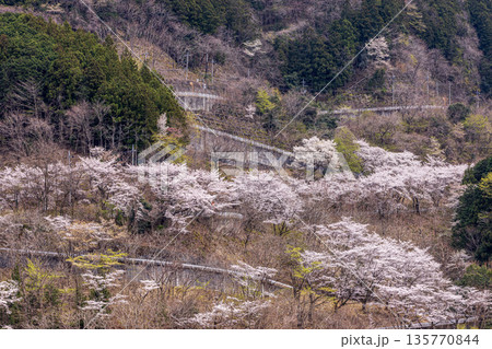 心浮き立ち、体も弾む、今年も来ました春の宵、春だ‼、桜だ‼、桜だ‼、春だ‼ 心浮き立ち、体も弾む、今年も来ました春の宵、春だ‼、桜だ‼、桜だ‼、春だ‼ 135770844