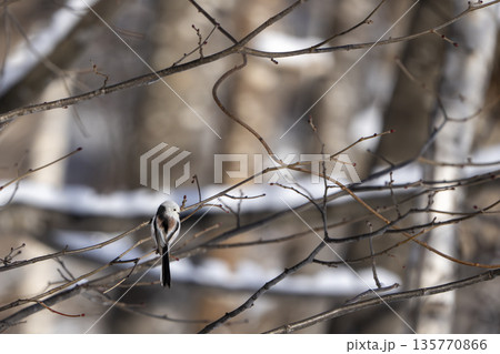 枝に止まり見つめるシマエナガ 135770866