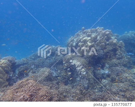 タイ スリン諸島の魚 タイ スリン諸島の魚 135770877