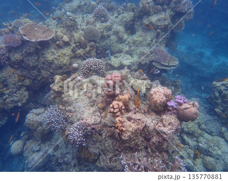 タイ スリン諸島の魚 タイ スリン諸島の魚 135770881