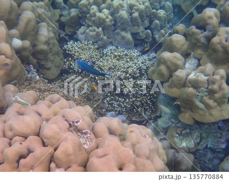 タイ スリン諸島の魚 タイ スリン諸島の魚 135770884