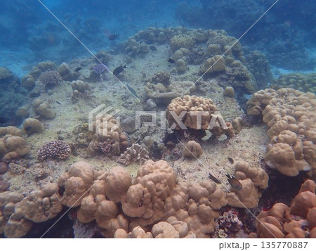 タイ スリン諸島の魚 タイ スリン諸島の魚 135770887