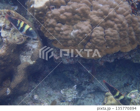 タイ　スリン諸島の魚 135770894