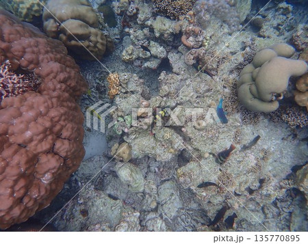 タイ　スリン諸島の魚 135770895