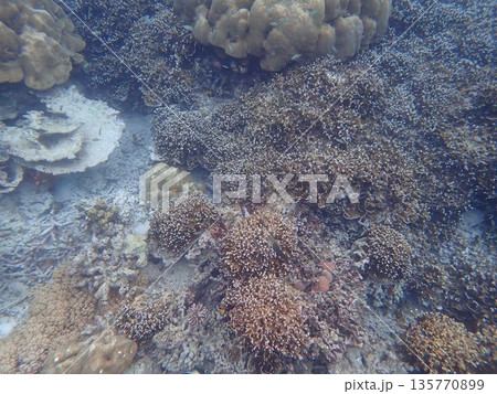 タイ スリン諸島の魚 タイ スリン諸島の魚 135770899
