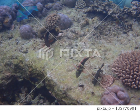 タイ スリン諸島の魚 タイ スリン諸島の魚 135770901