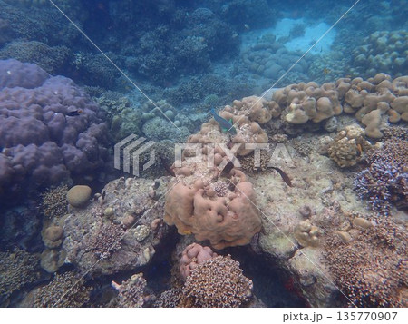 タイ スリン諸島の魚 タイ スリン諸島の魚 135770907