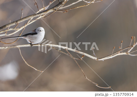 枝に止まり逆上がりをするシマエナガ 135770914