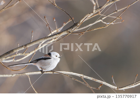 枝に止まり逆上がりをするシマエナガ 135770917