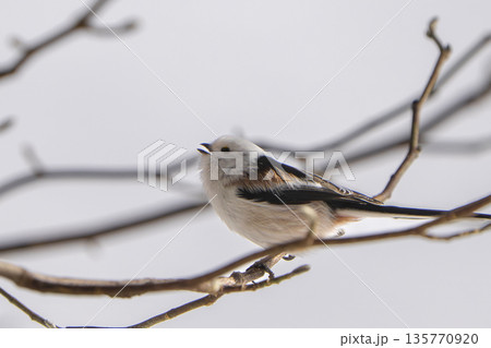 枝に止まり逆上がりをするシマエナガ 135770920