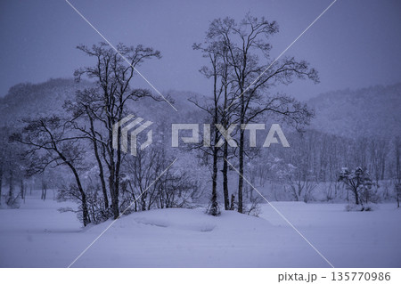 雪降る森 雪降る森 135770986
