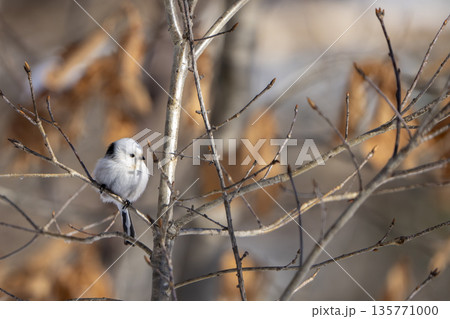 枝に止まり見つめるシマエナガ 135771000
