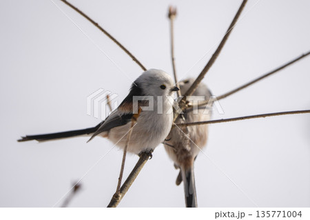 枝に止まり見つめあうシマエナガ 枝に止まり見つめあうシマエナガ 135771004
