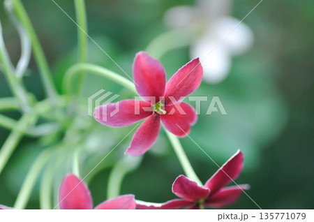 Rangoon Creeper, Chinese honey Suckle or Drunken sailor or Combretum indicum plant or pink flower 135771079