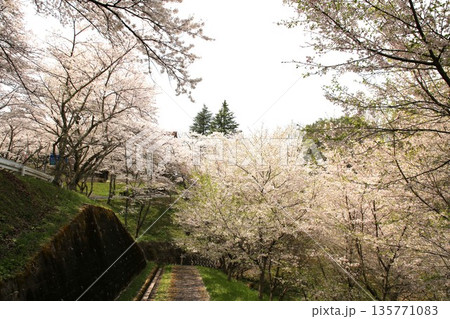 福島県　霞ヶ城の桜 135771083