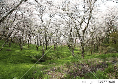福島県　霞ヶ城の桜 135771086