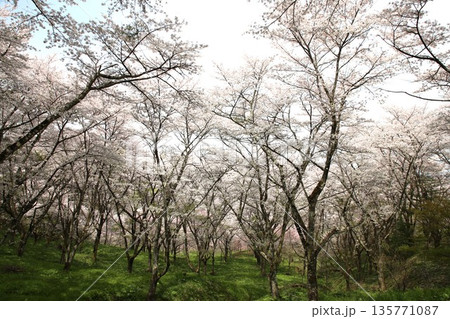 福島県 霞ヶ城の桜 福島県 霞ヶ城の桜 135771087