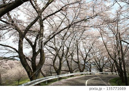 福島県 霞ヶ城の桜 福島県 霞ヶ城の桜 135771089